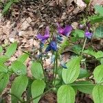 Lathyrus vernusFlor