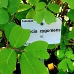 Amicia zygomeris Leaf
