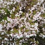 Prunus incisa Flors