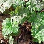 Tellima grandiflora Folha