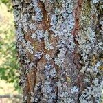 Salix aurita Bark