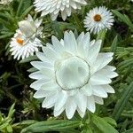 Xerochrysum bracteatum Квітка