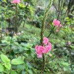 Stachytarpheta mutabilis फूल