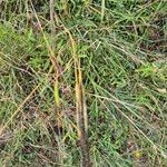 Heteropogon contortus Fruit