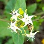 Oxypetalum sylvestre Λουλούδι
