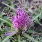 Cirsium acaulon अन्य