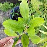 Acacia mangium 葉