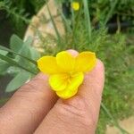 Zephyranthes citrina Blomst