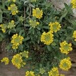 Alyssum montanum Blüte