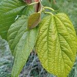 Morus rubra Leaf