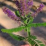 Amorpha canescens ᱵᱟᱦᱟ