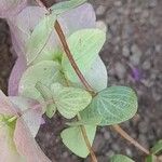 Origanum rotundifolium Leaf