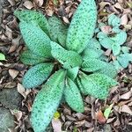 Ledebouria kirkii Leaf