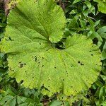 Petasites japonicusFolio