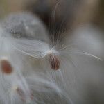 Asclepias latifolia ᱡᱚ