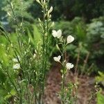 Cytisus multiflorus Flower