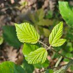 Rubus schleicheri Leaf