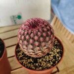 Echinocereus rigidissimus 叶