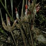 Hornstedtia scyphifera Flower