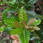 Myrica pubescens Blad