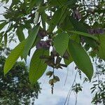 Clitoria fairchildiana Leaf