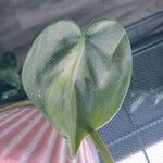 Philodendron hederaceum 葉