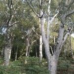 Pinus bungeana Habitatea