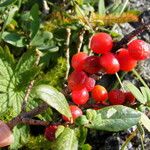 Arctostaphylos uva-ursi Fruto
