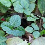 Potentilla indica برگ