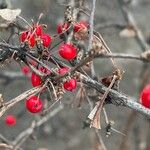 Berberis thunbergii Frukt