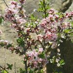 Prunus prostrata Kwiat