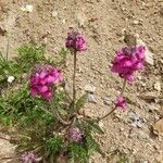 Pedicularis cenisia Flower