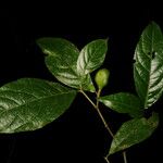 Rinorea hummelii Fruit