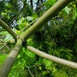 Acer platanoides Bark