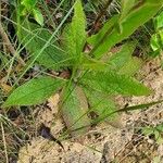 Pentanema britannica Leaf