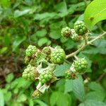 Rubus questieri 果実