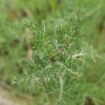 Artemisia alba Folla