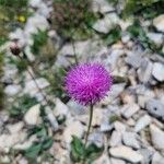 Klasea nudicaulis Flower