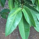 Ficus salicifolia Leaf