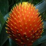Guzmania conifera Floare