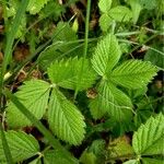 Fragaria vesca Frunză