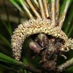 Pinus caribaea പുഷ്പം