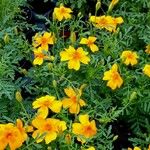 Tagetes tenuifolia आदत