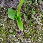 Satyrium amoenum Leaf