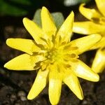 Ranunculus ficaria Floare
