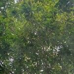 Prioria copaifera Листок