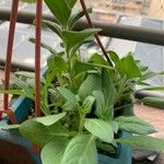 Petunia x atkinsiana ഇല