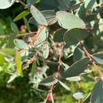 Eucalyptus parvula Hoja