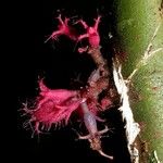 Clidemia septuplinervia Fruto