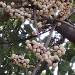 Ficus virens Fruit